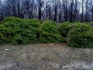 Новогодние Елки (сосна). Оптом фотография